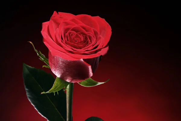Крупним Планом Червона Троянда Темряві — стокове фото