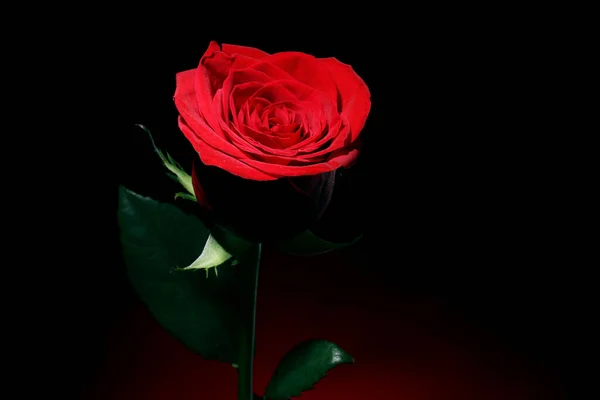 Gros Plan Rose Rouge Dans Obscurité — Photo