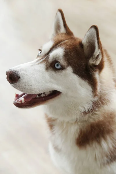 Kutyafajta Gyönyörű Husky Otthon — Stock Fotó