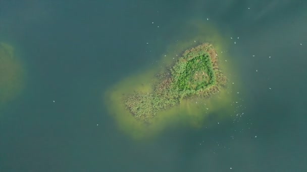 Luftaufnahme Von Vögeln Die Über Die Grüne Insel Auf Dem — Stockvideo