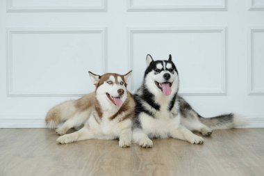 Köpek cinsi. Evdeki güzel kurt.