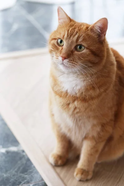 Bellissimo Gatto Peloso Sulla Piastrella Marmo — Foto Stock