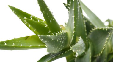 İlaçlar. Aloevera beyaz arka planda