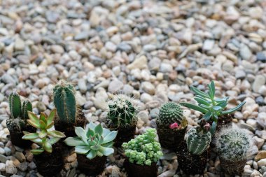 Taş zeminde ev kaktüsü
