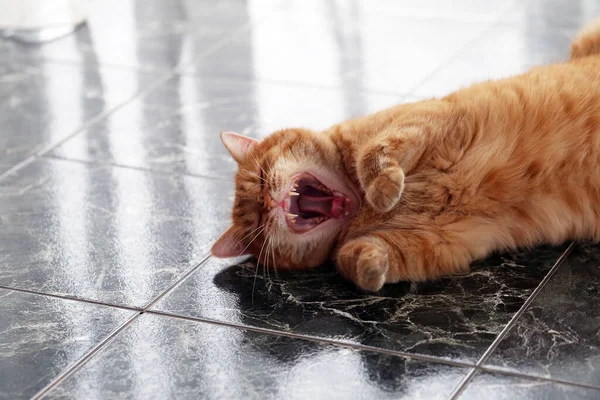 Красива Пухнаста Кішка Мармуровій Плитці — стокове фото