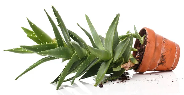 Medicina Aloevera Sfondo Bianco — Foto Stock