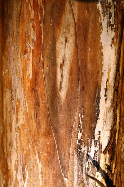 Textura Del Tronco Del Árbol Viejo —  Fotos de Stock