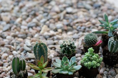 Taş zeminde ev kaktüsü