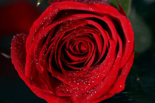 Macro Shot Fiori Rosa Rossa — Foto Stock