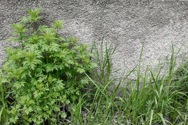 Bacground grünes Gras und Pflanzen in der linken Ecke vor der betongrauen Wand — Stockfoto