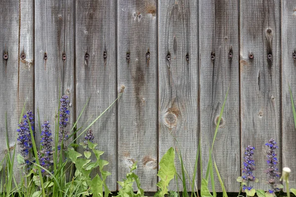 Background grey rustic board fence with nails and green grass at the bottom — Stock Photo, Image