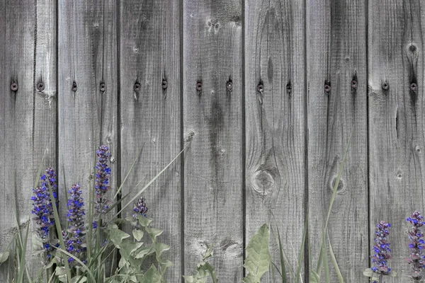 Hintergrund grau rustikalen Brettzaun mit Nägeln und grünem Gras mit lila Blumen unten graues Gras — Stockfoto