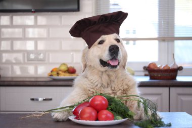 Golden retriever plakalı sebze: domates, salatalık, biber ve yeşil dereotu ve maydanoz.