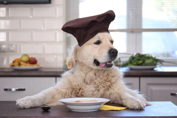 Golden retriever eating onion cream soup with roasted cheese bread.