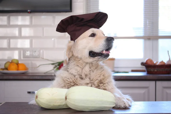 Aşçı Cap arkasında, iki beyaz kabak tabloyla altın geri almak.