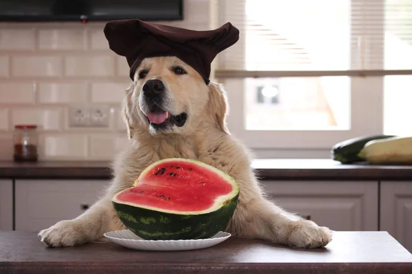 Taze yarım karpuz ile Golden retriver.