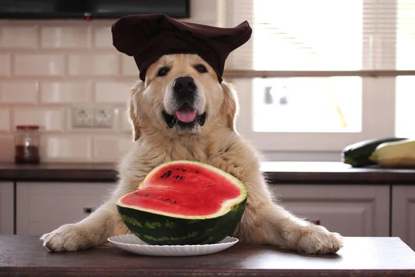 Taze yarım karpuz ile Golden retriver.