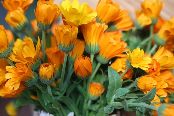 A lot of calendula, also known as pot marigold, is an old herbal flower. — Stock Photo, Image