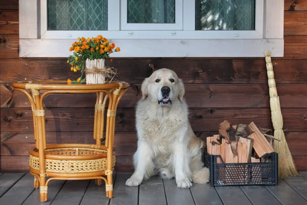Золотистый ретривер собака на террасе рядом со столом патио с цветами в вазе и дровами в коробке — стоковое фото