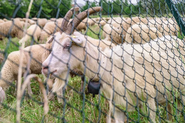 Weiße Ziege Hinter Gittern Gras — Stockfoto