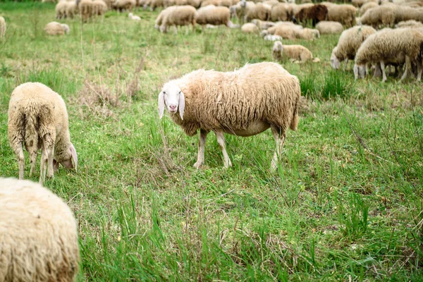 Ovejas Blancas Césped —  Fotos de Stock