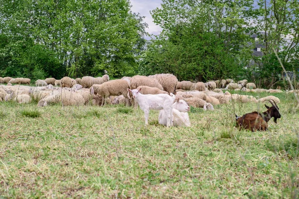 Får Och Getter Gräsmattan — Stockfoto