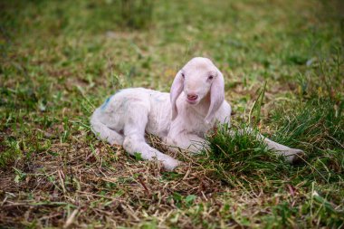 Kuzu yeşil çimlerin üzerinde