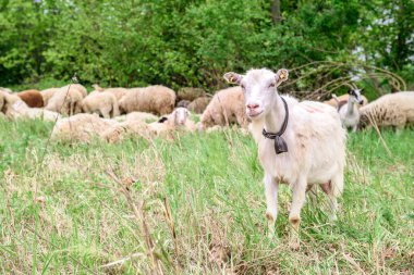 Bir fotoğraf için poz veren boynuzlu bir keçi. Görüntünün altında ahşap çitli kil zemin, yeşil çimenler ve bazı ağaçlar var.