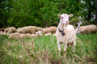 Bir fotoğraf için poz veren boynuzlu bir keçi. Görüntünün altında ahşap çitli kil zemin, yeşil çimenler ve bazı ağaçlar var.