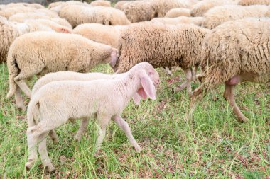 Sheep, sheep farm in the mountain, Beautiful countryside farm village of sheep grazing on a green field. Agriculture. Cute little sheep with herd