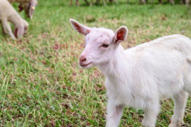 Kuzu yeşil çimlerin üzerinde