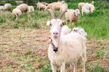 İki keçi kameraya bakar.