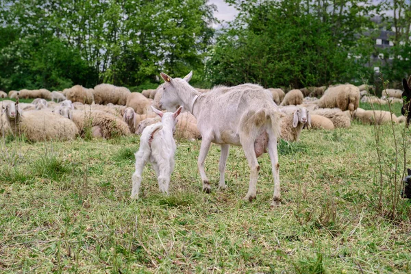 Goats Family Farm Herd Goats Playing Goat Her Cubs Farm — Stock Photo, Image