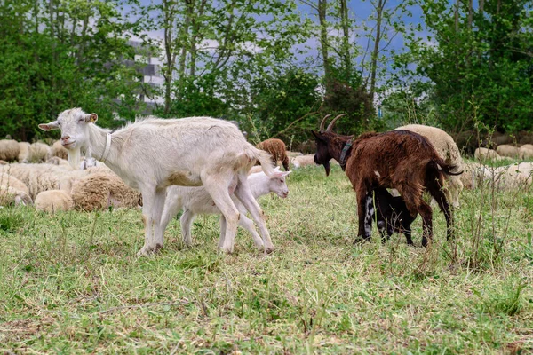 Goats on family farm. Herd of goats playing. Goat with her cubs on the farm. Family of a mother and her children