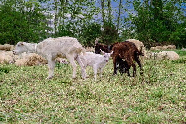 Cabras Granja Familiar Manada Cabras Jugando Cabra Con Sus Cachorros —  Fotos de Stock