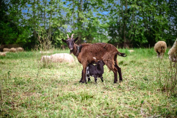 Cabras Granja Familiar Manada Cabras Jugando Cabra Con Sus Cachorros —  Fotos de Stock