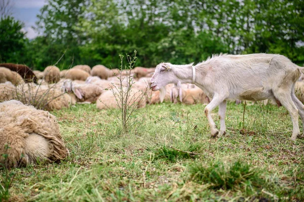 Ovelhas Cabras Relvado Parte Inferior Imagem Chão Argila Com Uma — Fotografia de Stock