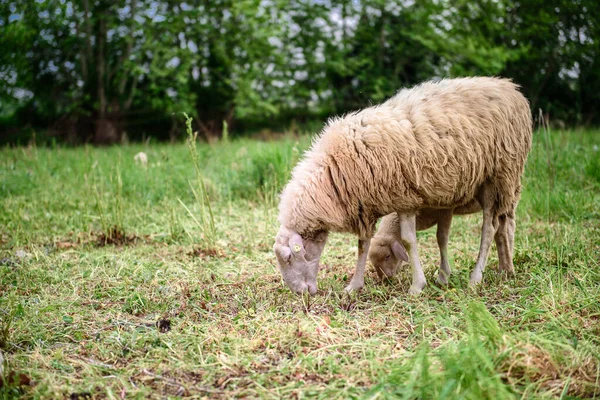 Ovelhas Relvado Parte Inferior Imagem Chão Argila Com Uma Cerca — Fotografia de Stock