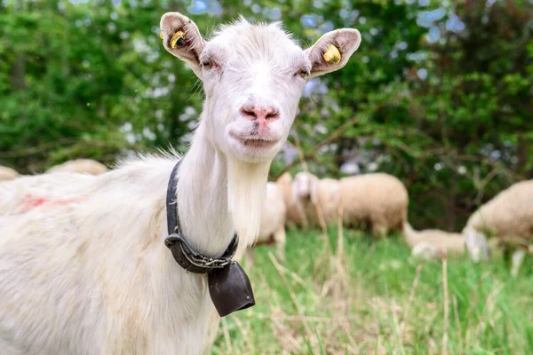 Uma Cabra Com Chifres Posando Para Uma Foto Parte Inferior — Fotografia de Stock
