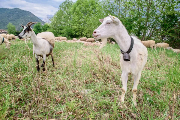 Zwei Ziegen Blicken Die Kamera — Stockfoto