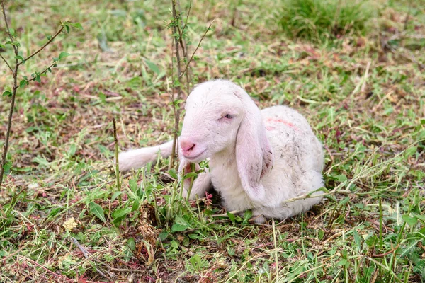 Lamb Green Grass — Stock Photo, Image