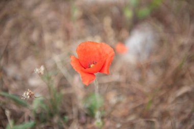 Yeşil çimenlerin üzerinde kırmızı haşhaş.