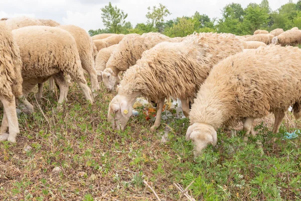Sheep grazing in a meadow full of garbage. Concept of environmental pollution, danger to animals. Let\'s save the world.
