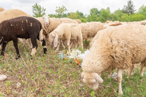 Sheep Grazing Meadow Full Garbage Concept Environmental Pollution Danger Animals — Stock Photo, Image