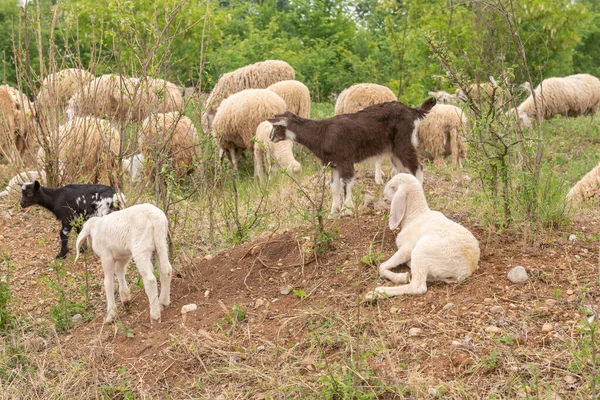 Cachorros Ovejas Cabras Prado Las Montañas Cachorros Ovejas Cabras Pastos —  Fotos de Stock