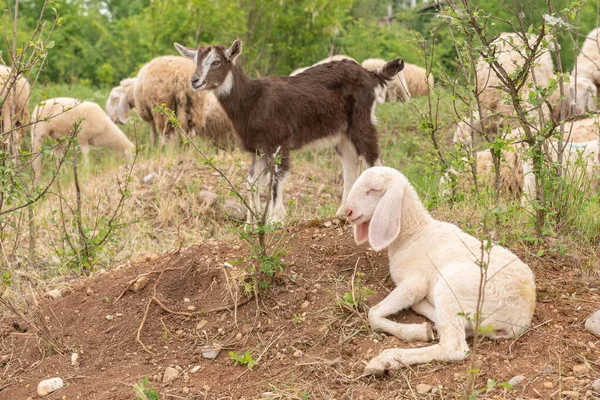 Schaf Und Ziegenjunge Auf Einer Wiese Den Bergen Schaf Und — Stockfoto