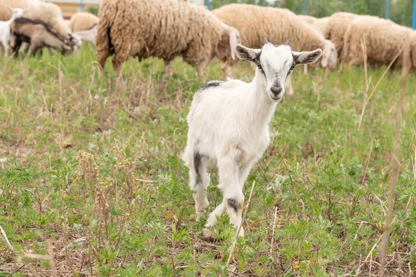 Framifrån Baby Get Vänd Mot Kameran Medan Bete Får Och — Stockfoto