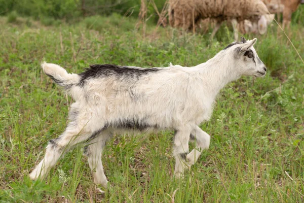 Vista Frontal Una Cabra Bebé Frente Cámara Mientras Pastorea Ovejas —  Fotos de Stock