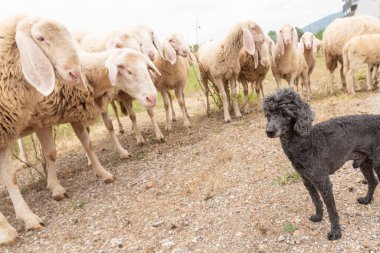 Beyaz koyun ve siyah oyuncak kaniş bize bak. Çeşitlilik, kabul ve merak kavramı