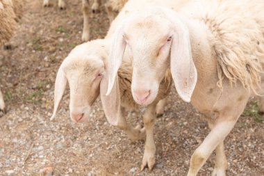 Dağ çayırında otlayan koyunlar. Otlayan koyunlar.